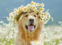 Top 10 Most Popular Girl Dog Names and Their Meanings