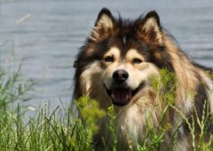 Choosing the Perfect Name for Your Dog: Tips and Ideas